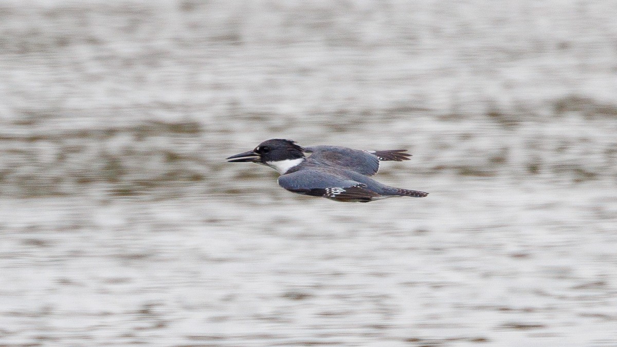Belted Kingfisher - ML647053887