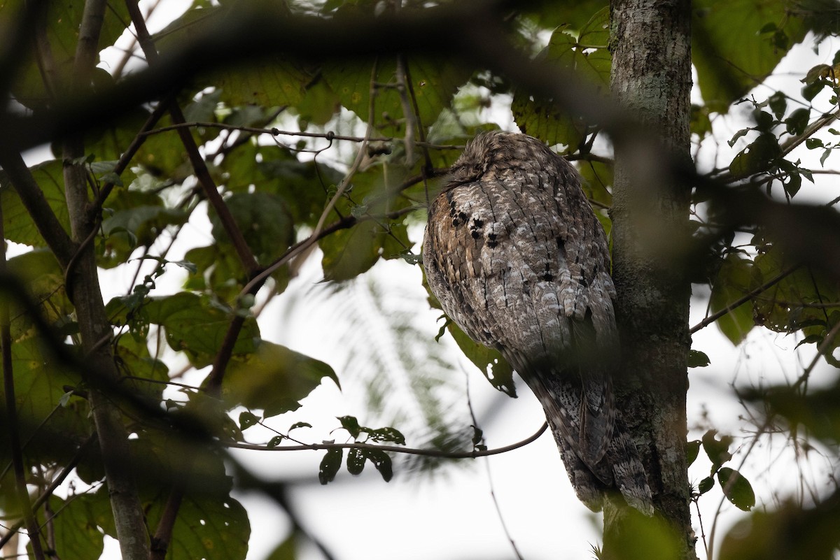 Mexikotagschläfer [mexicanus-Gruppe] - ML647053888