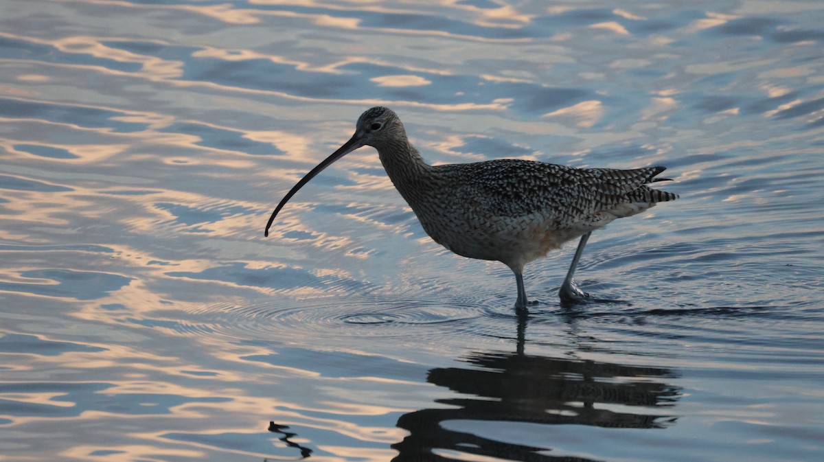 Кульон американський - ML647053892