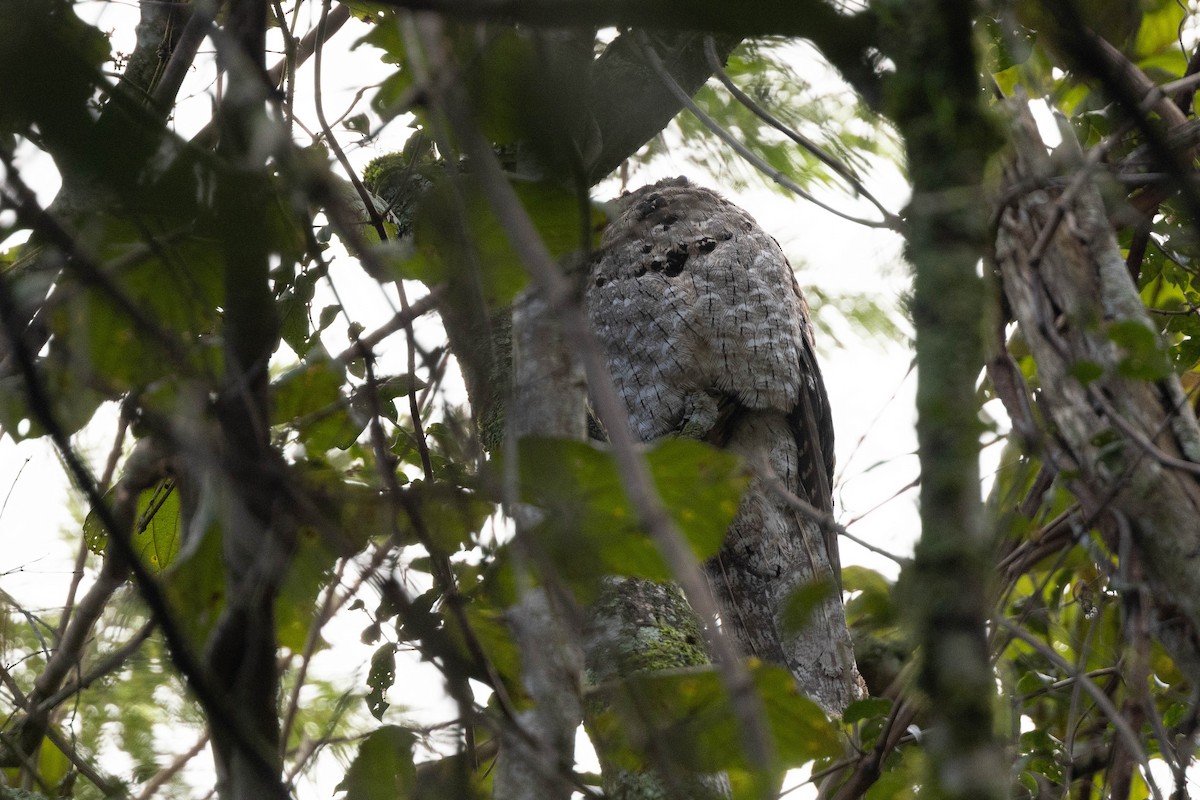 Mexikotagschläfer [mexicanus-Gruppe] - ML647053893