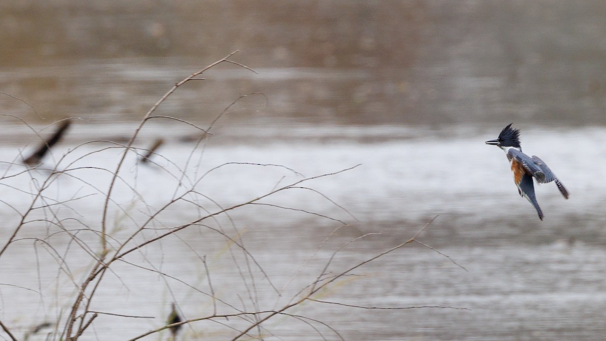 Belted Kingfisher - ML647053894