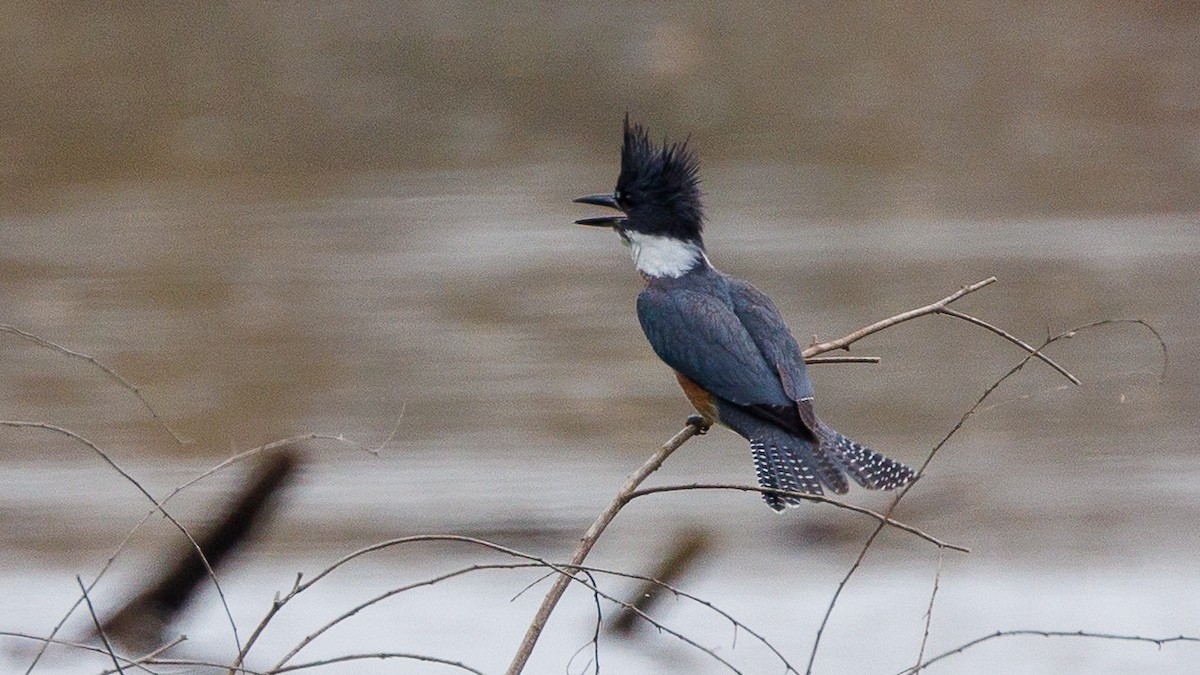 Belted Kingfisher - ML647053898