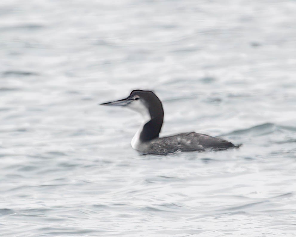 Strolaga maggiore - ML647053903