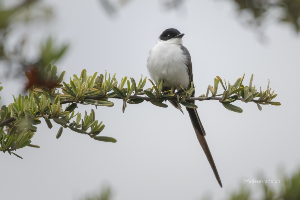 Fork-tailed Flycatcher - ML647053905