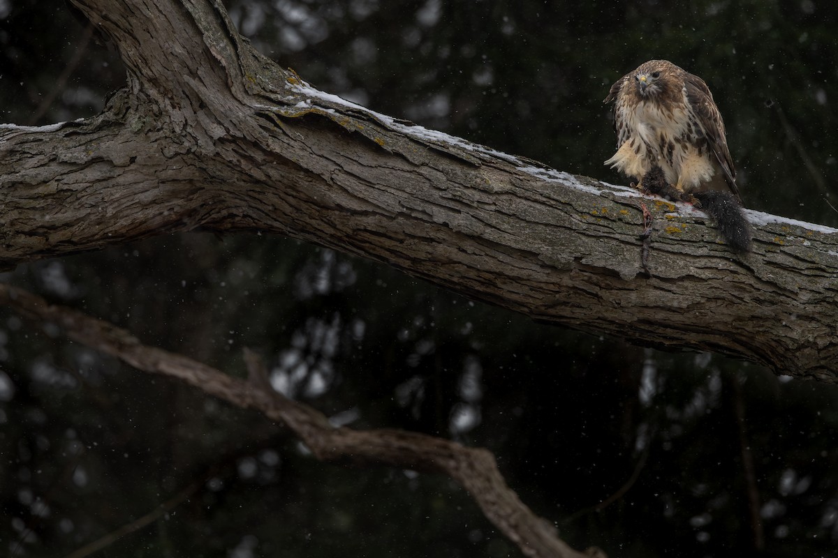 Red-tailed Hawk - ML647053906