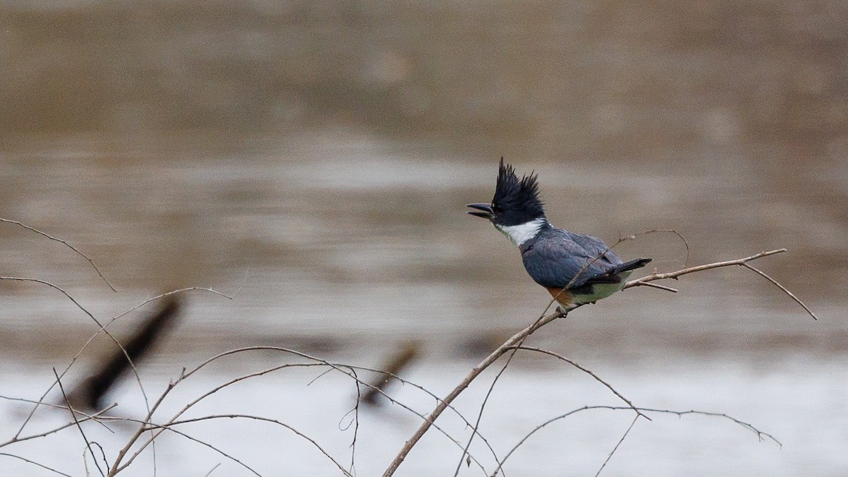 Belted Kingfisher - ML647053907