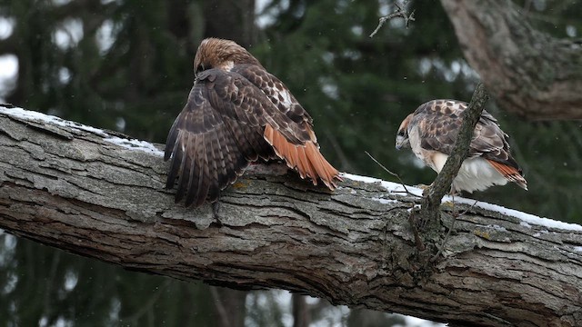 Red-tailed Hawk - ML647053910