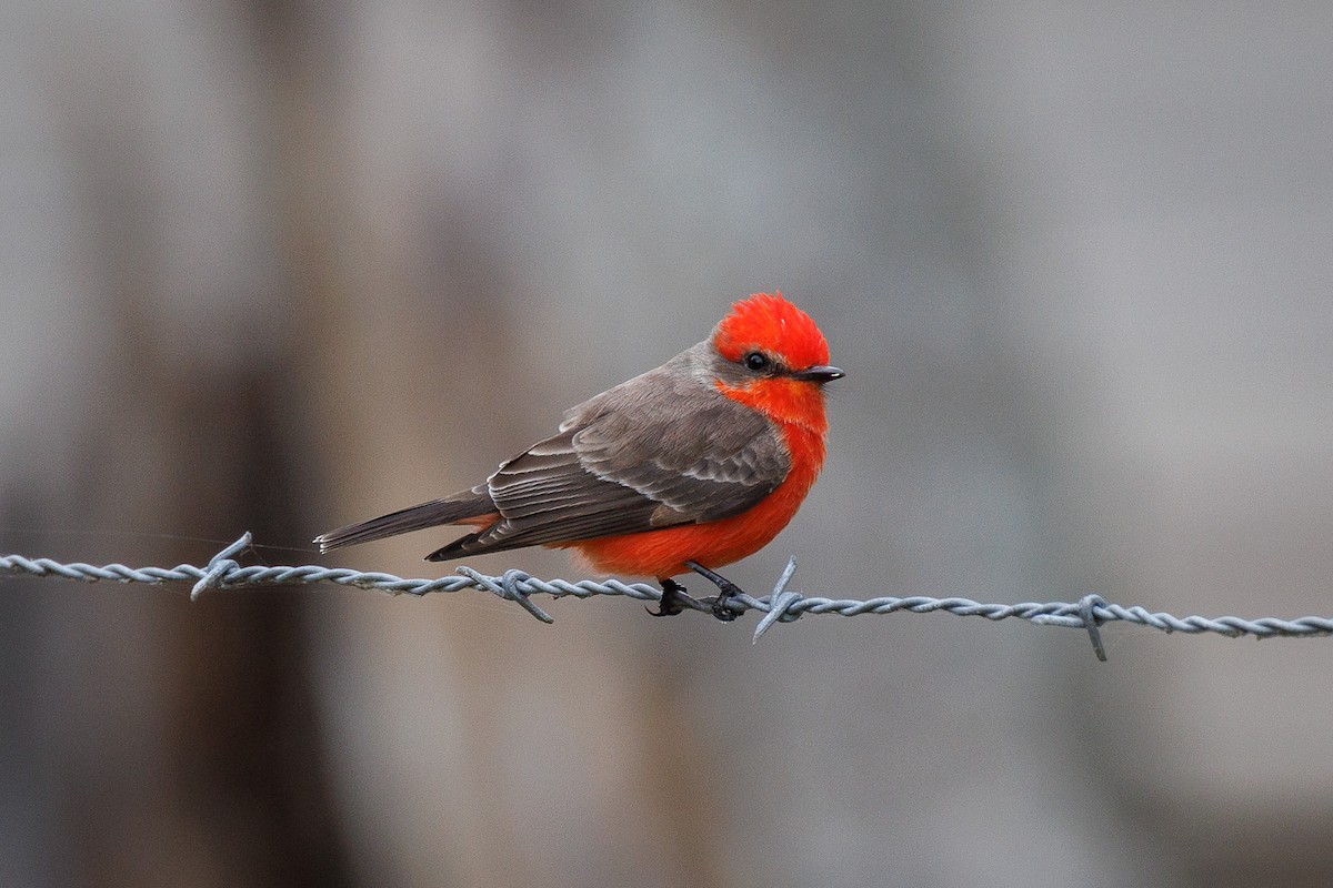 Vermilion Flycatcher - ML647053911