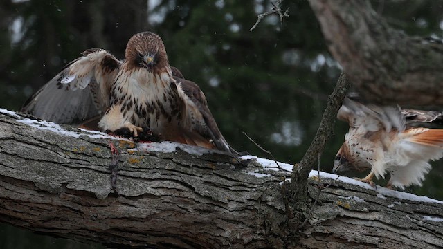 Red-tailed Hawk - ML647053912
