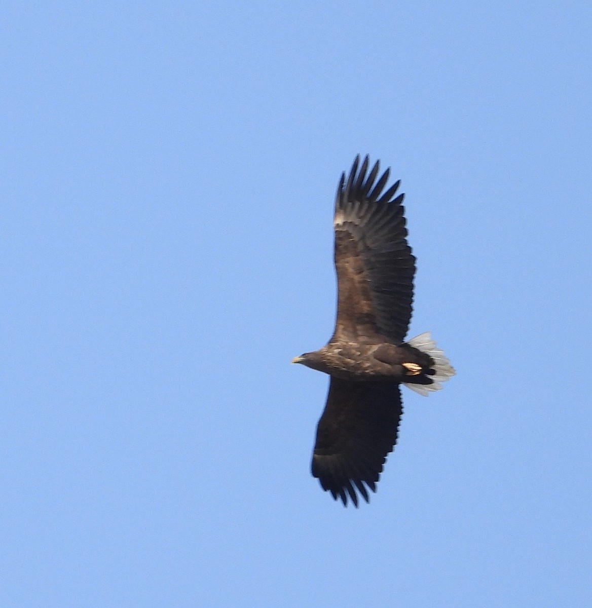 White-tailed Eagle - ML647053915