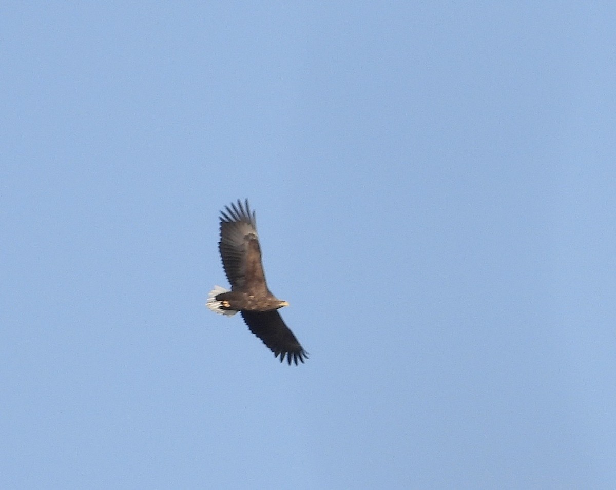 White-tailed Eagle - ML647053916