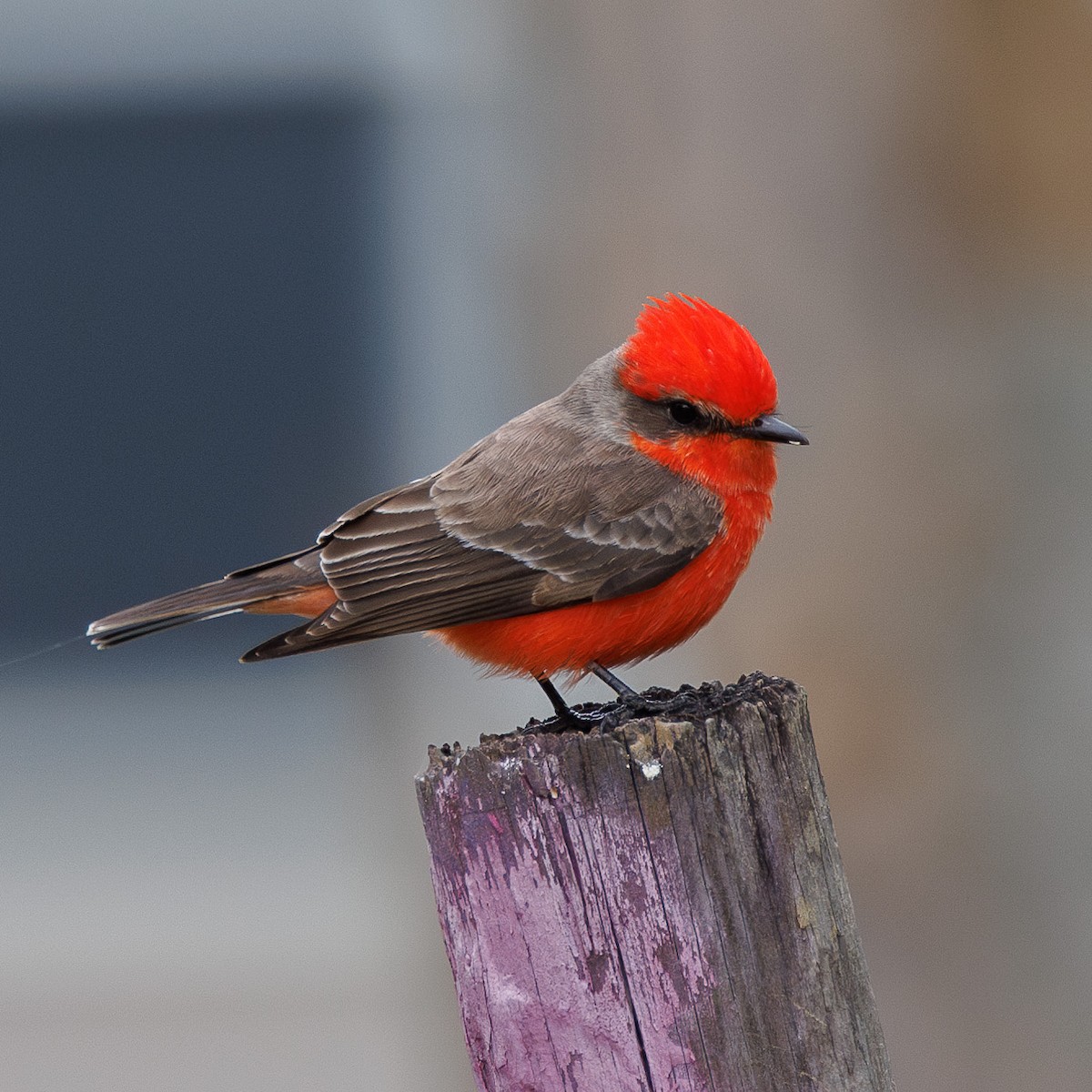 Vermilion Flycatcher - ML647053918