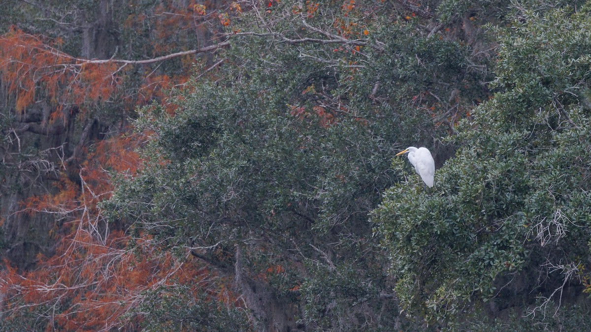 Great Egret - ML647053928