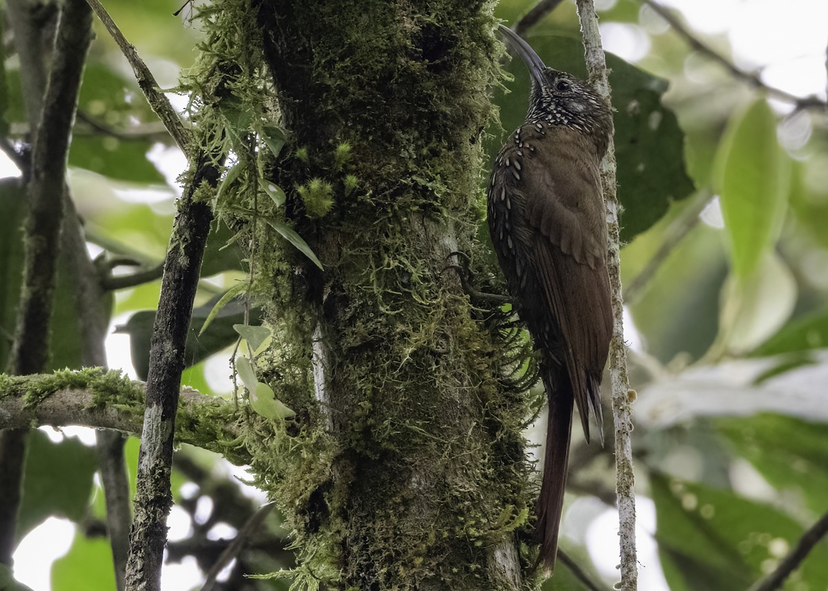 Dağ Tırmaşık - ML647053931