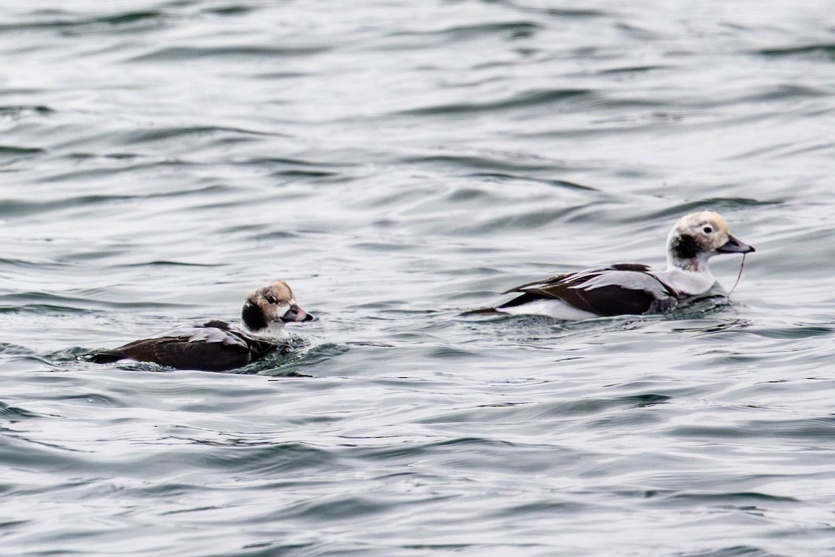 Moretta codona - ML647053933