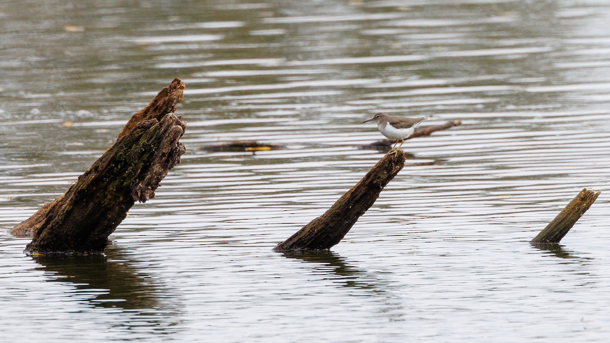 Spotted Sandpiper - ML647053937