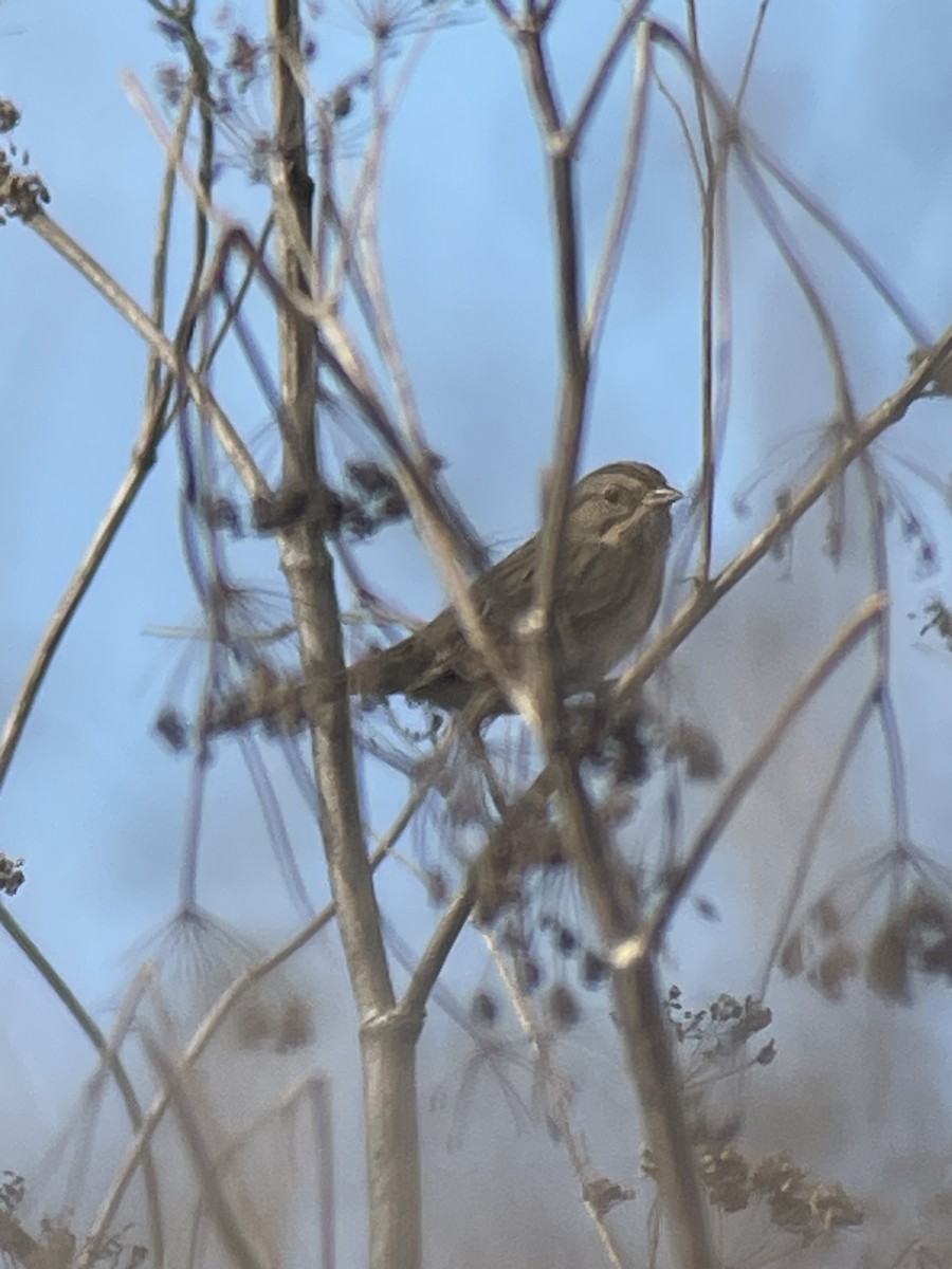 Lincoln's Sparrow - ML647053938