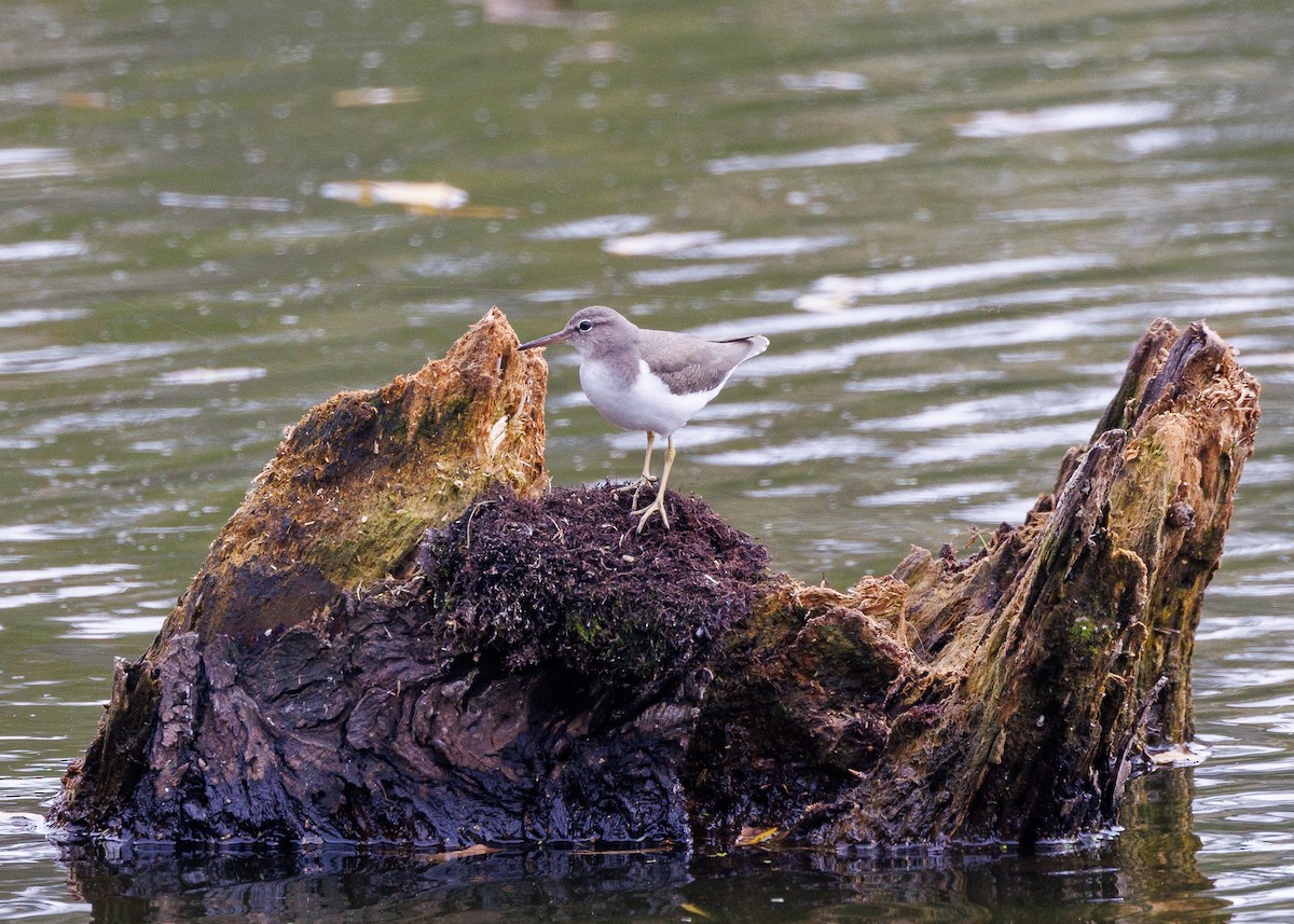 Spotted Sandpiper - ML647053940