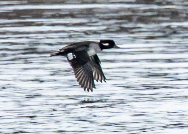 Bufflehead - ML647053941
