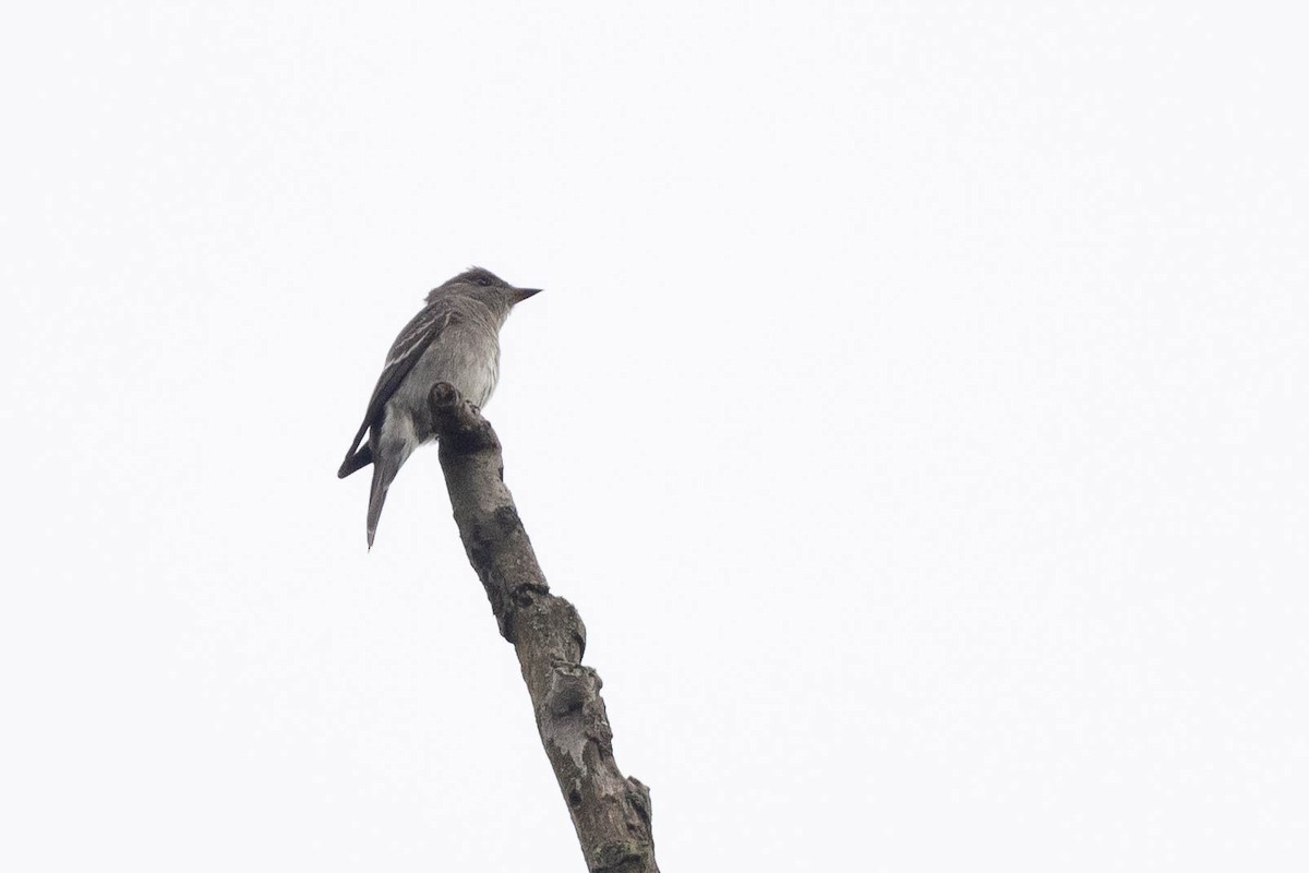 Pioui de l'Ouest - ML647053948