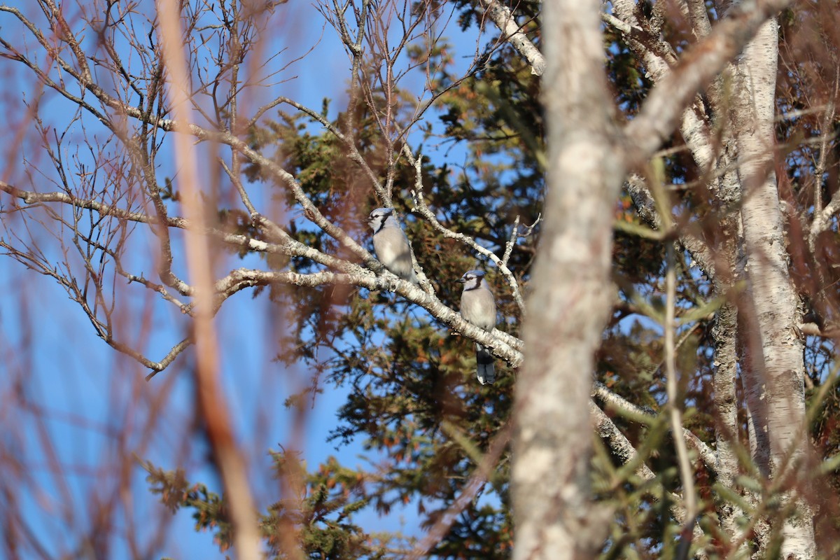 Blue Jay - ML647053956