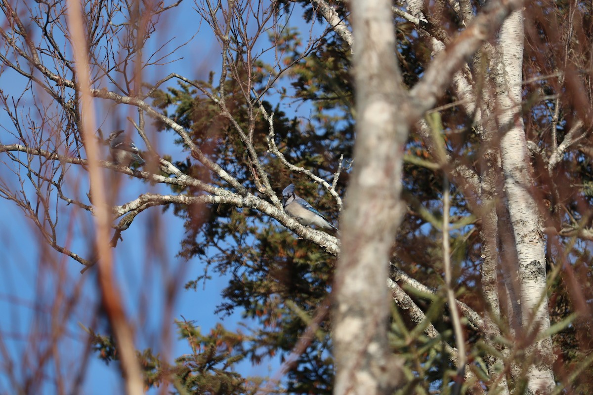 Blue Jay - ML647053957