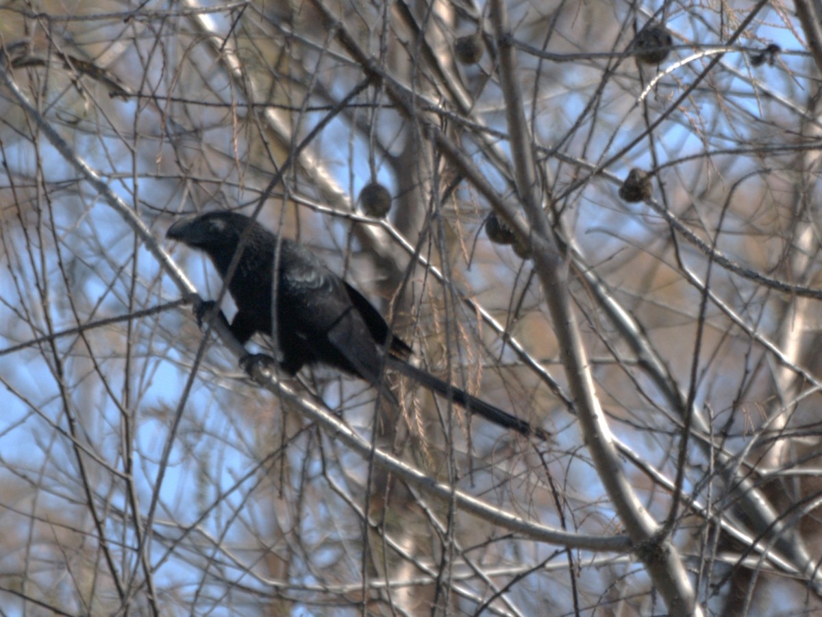 Groove-billed Ani - ML647053958