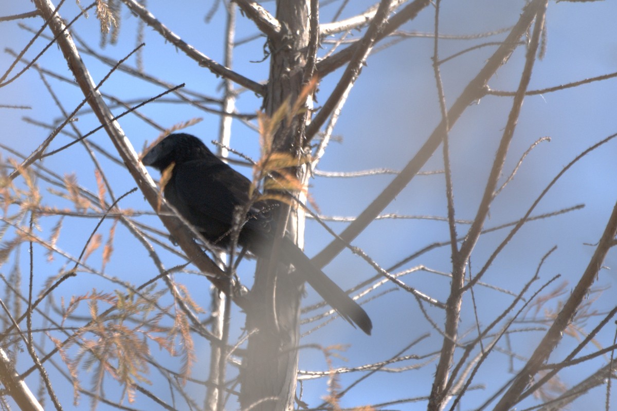 Groove-billed Ani - ML647053959