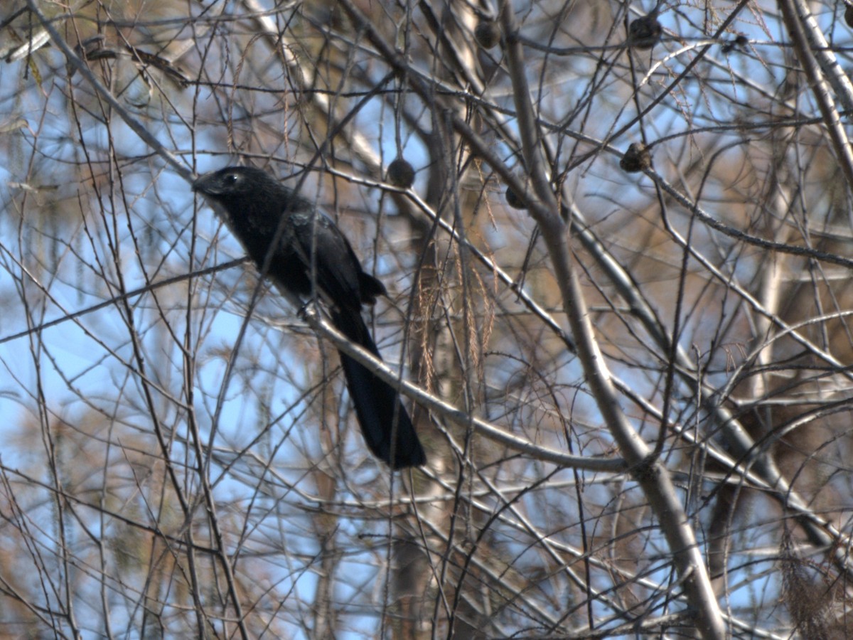 Groove-billed Ani - ML647053960