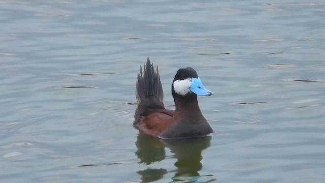 Gobbo della Giamaica - ML647053963