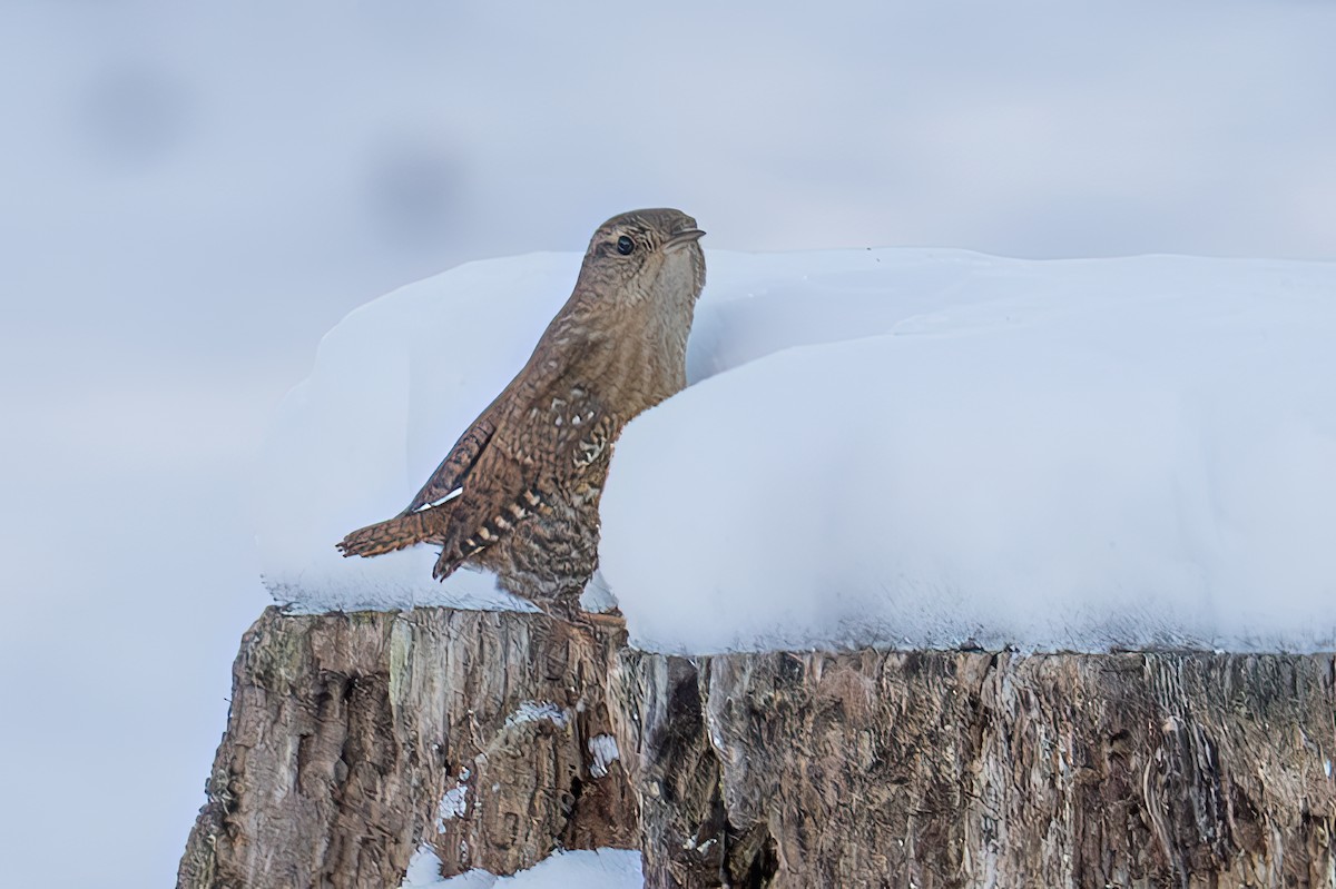 Winter Wren - ML647053965