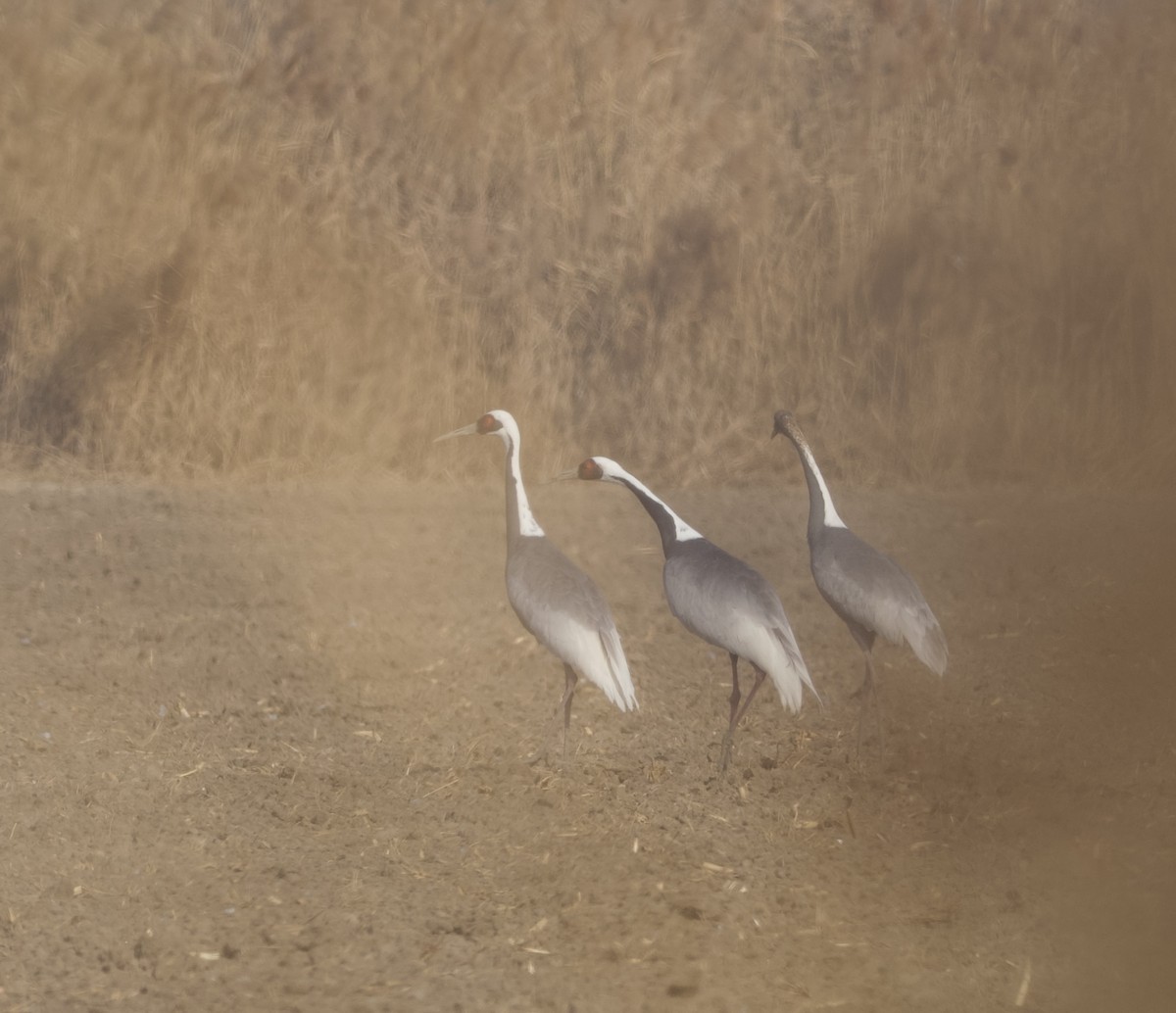 White-naped Crane - ML647053966