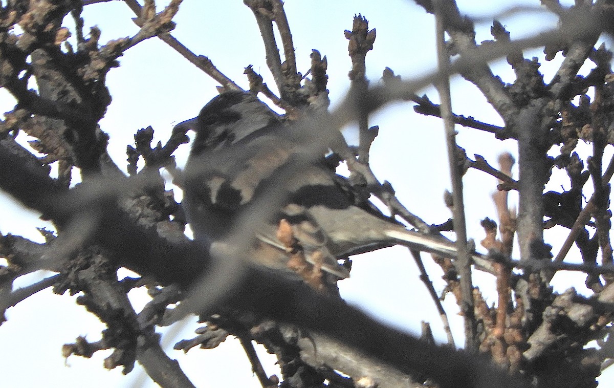 Dark-eyed Junco - ML647053967