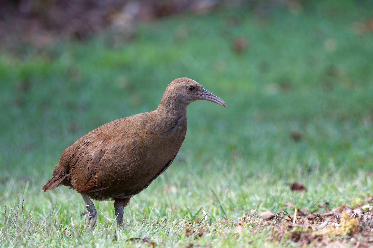 Lord Howe Rail - ML647053968