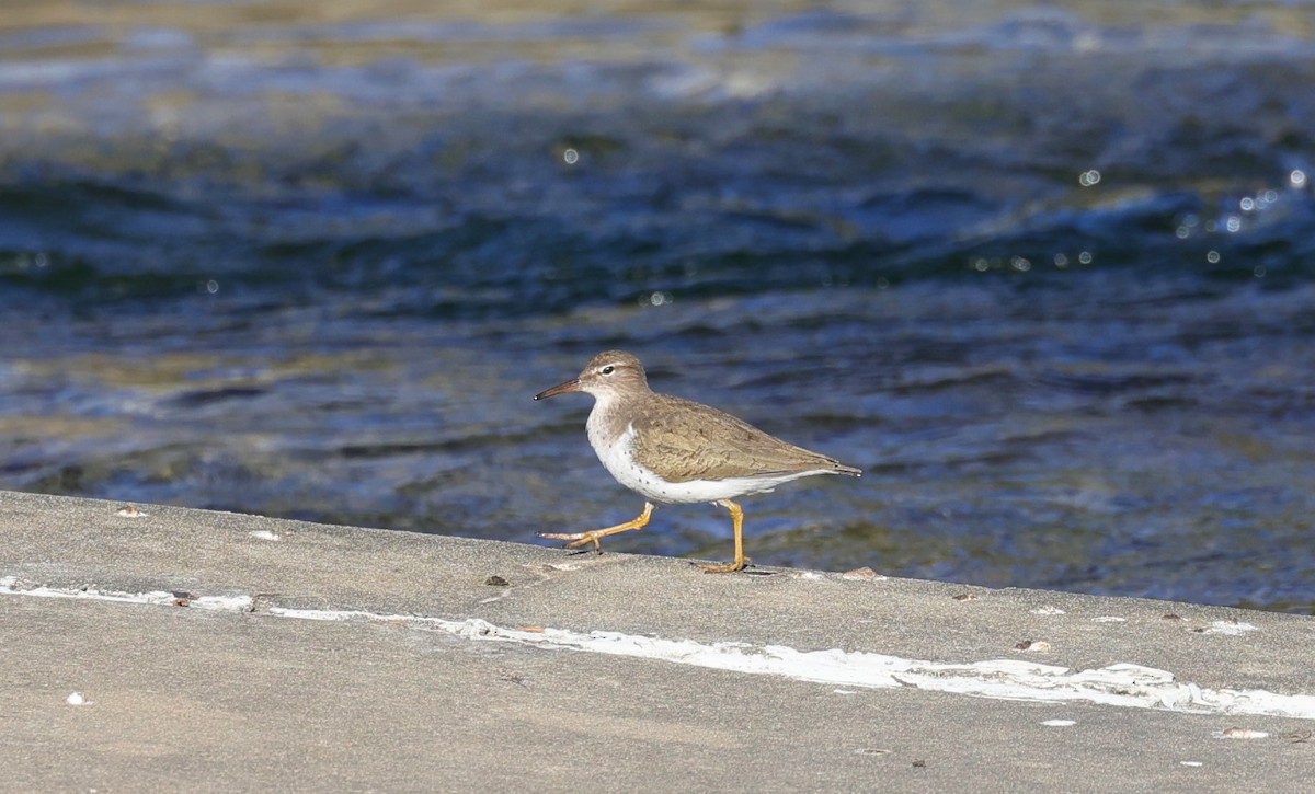 Spotted Sandpiper - ML647053973