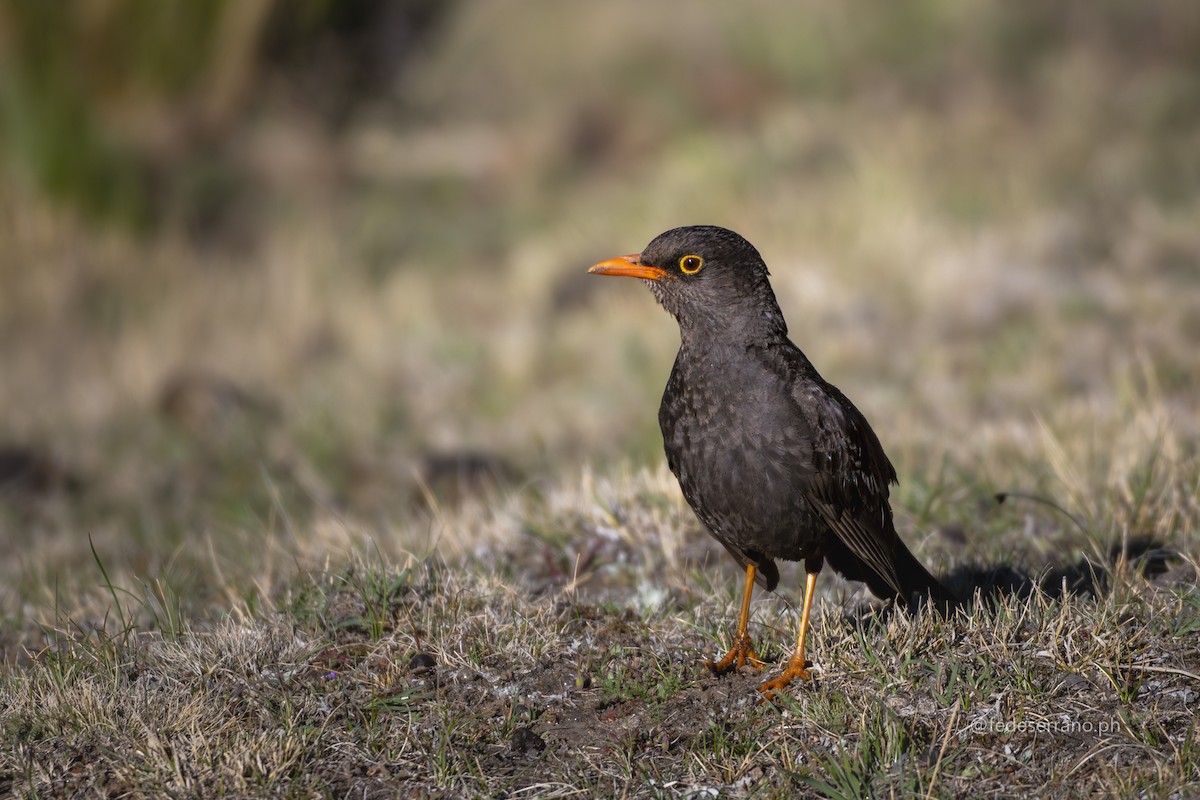 Chiguanco Thrush - ML647053976