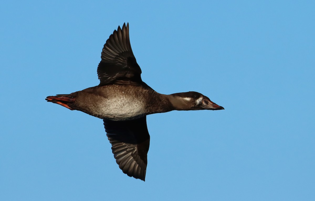 brilleand - ML647053977