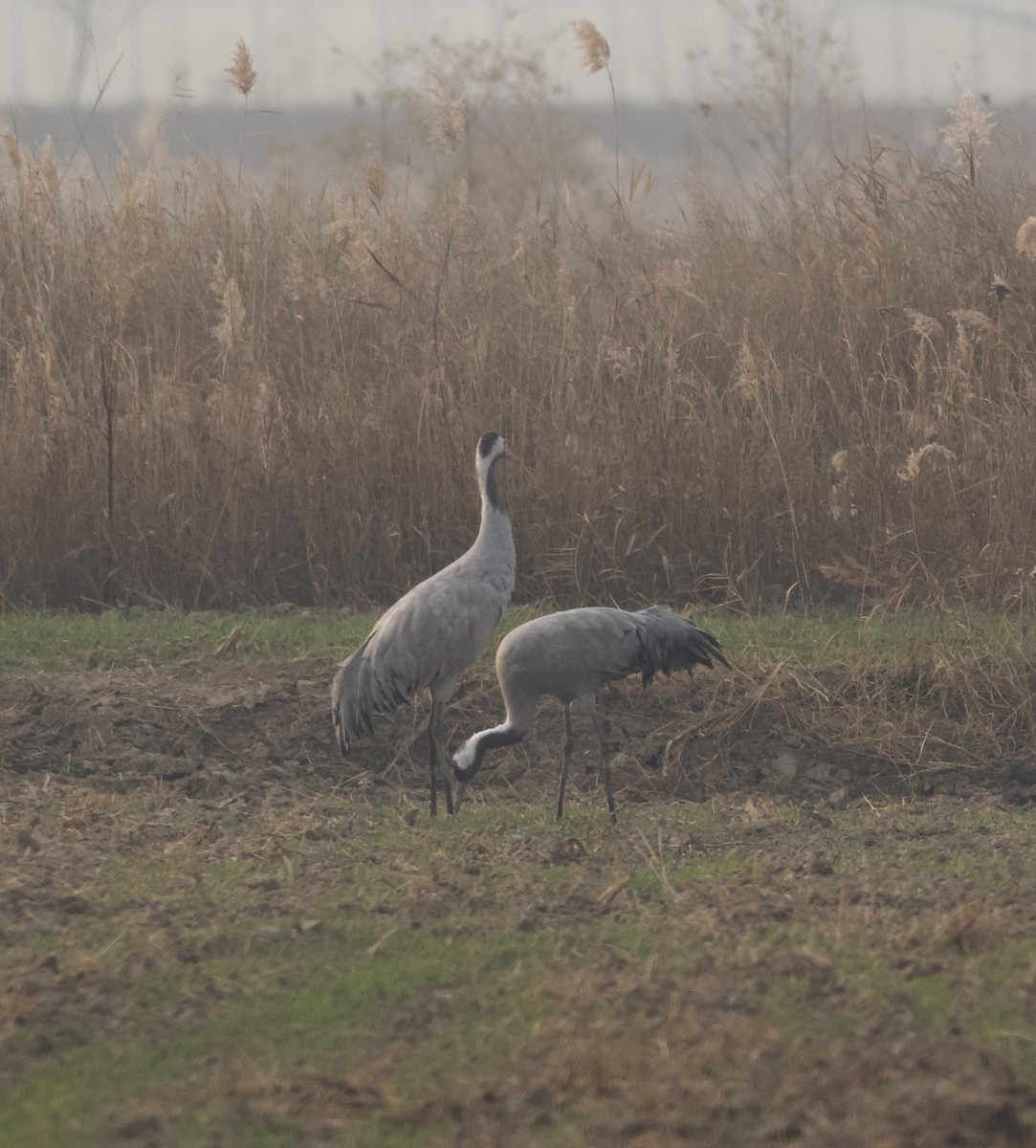 Common Crane - ML647053988