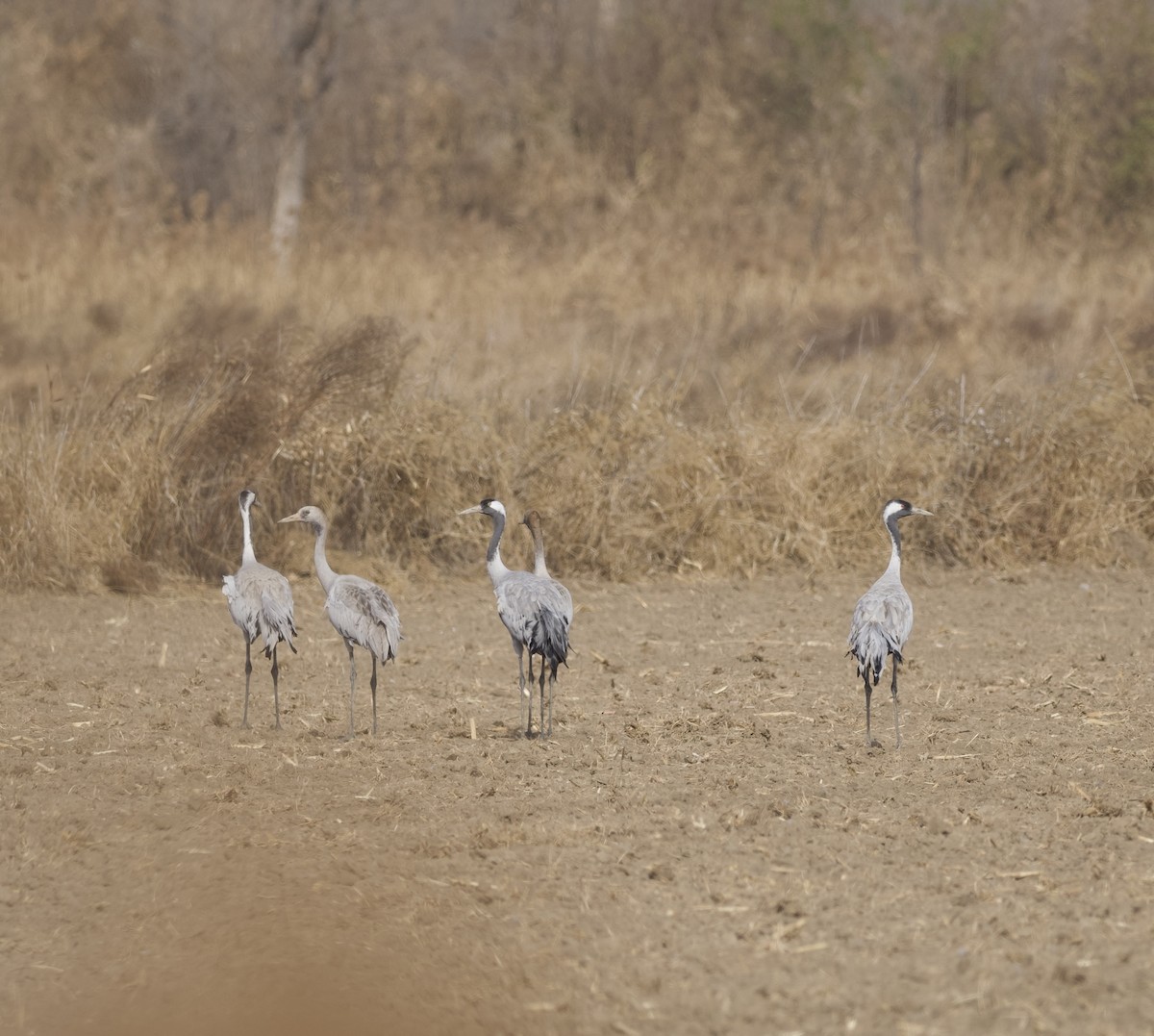 Common Crane - ML647053989