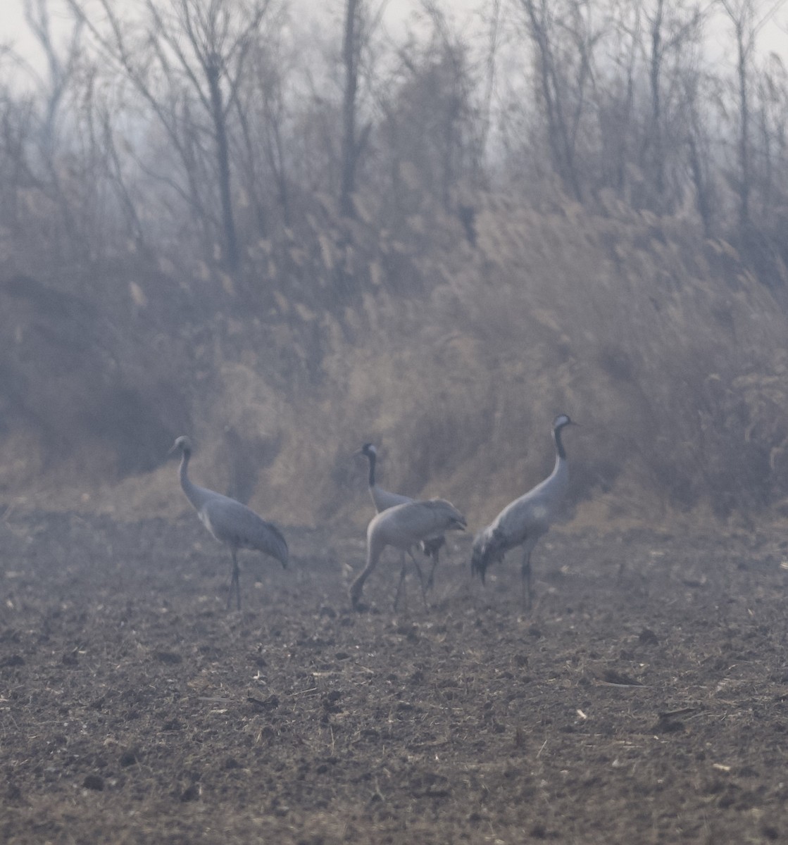 Common Crane - ML647053990