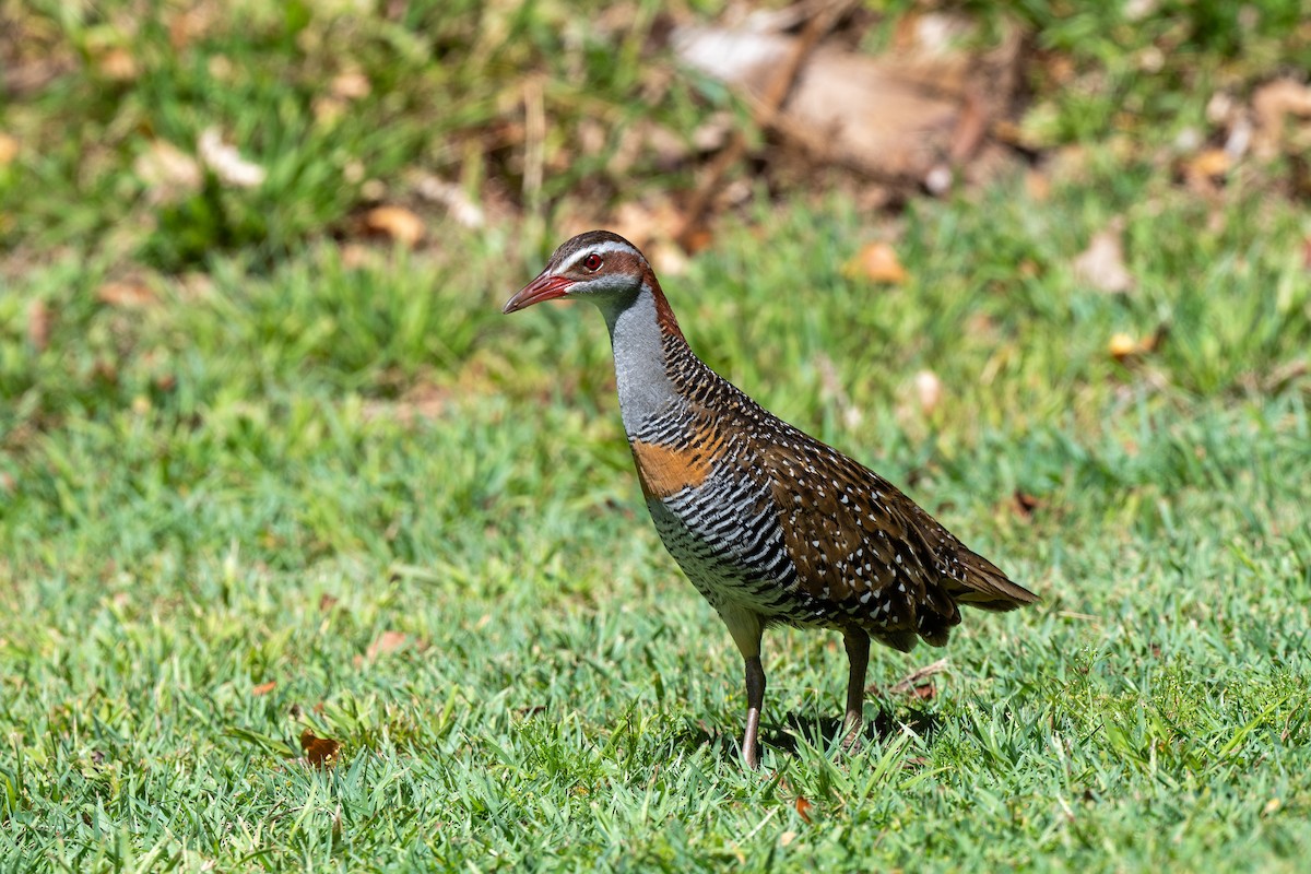 Buff-banded Rail - ML647053991