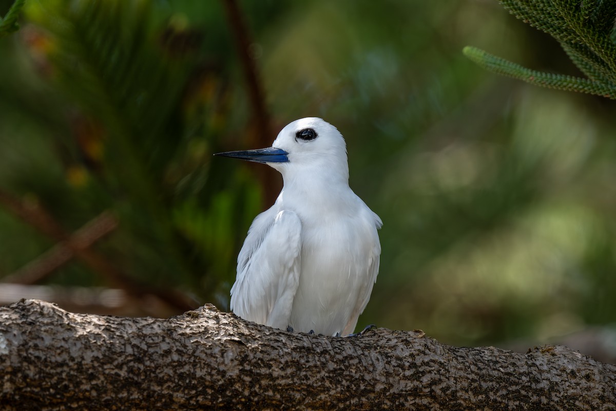 Blue-billed White-Tern - ML647054002
