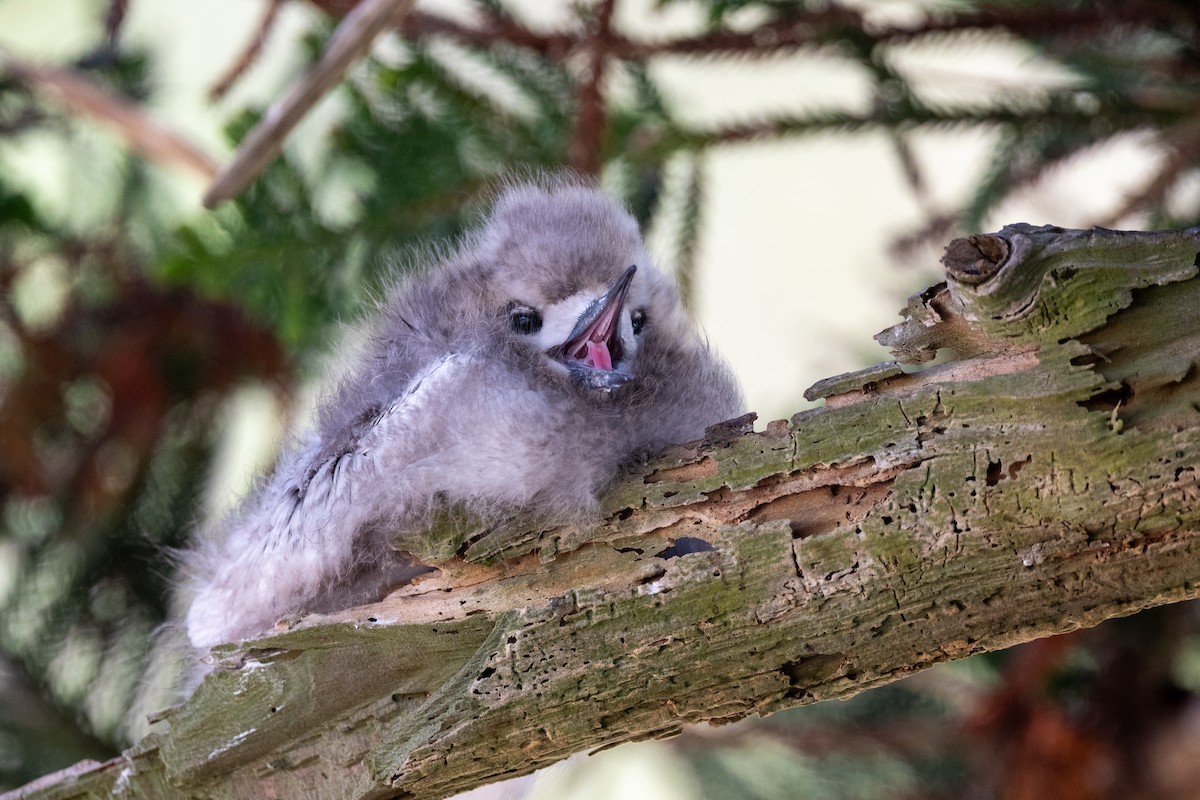Blue-billed White-Tern - ML647054003