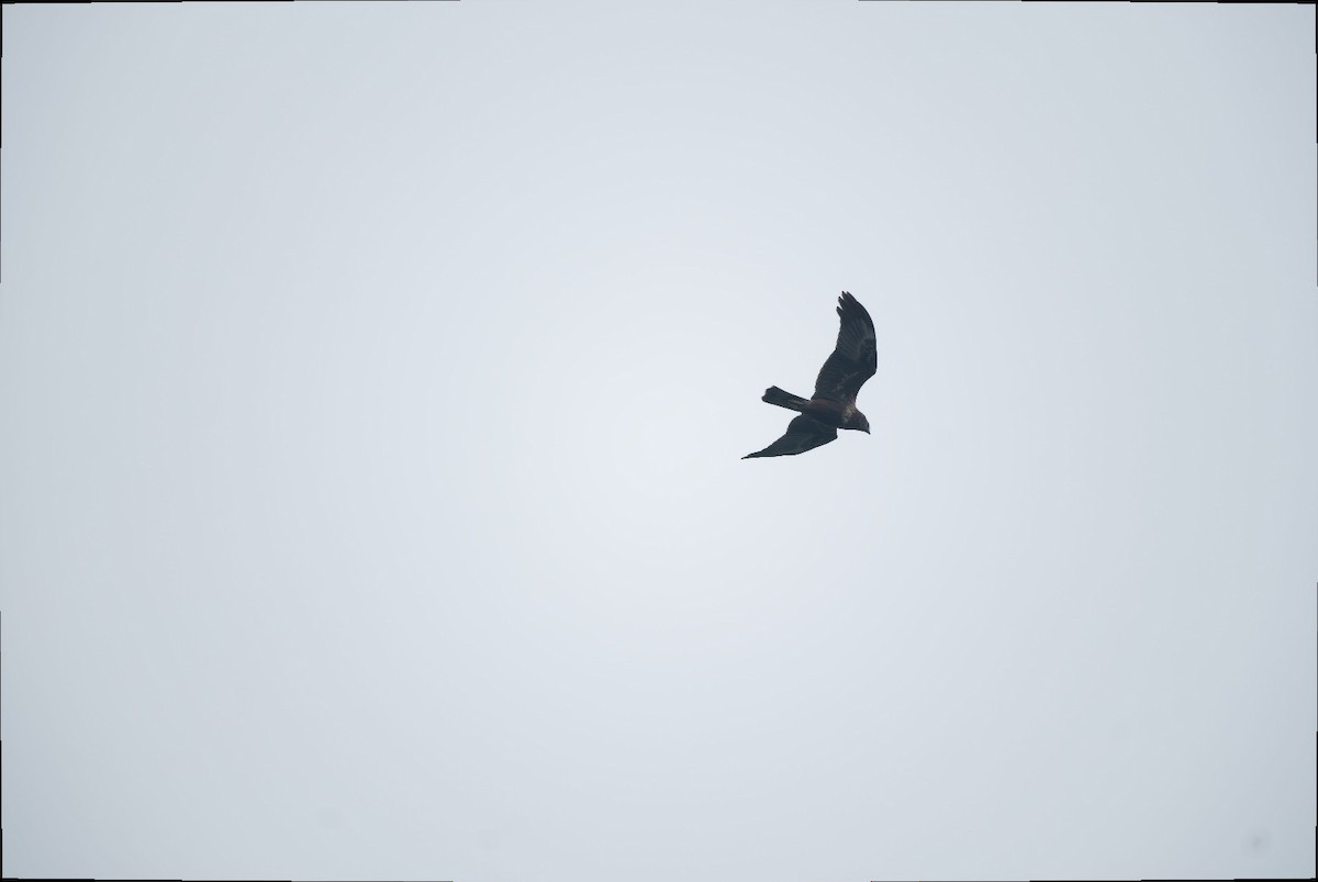 Eastern Marsh Harrier - ML647054007