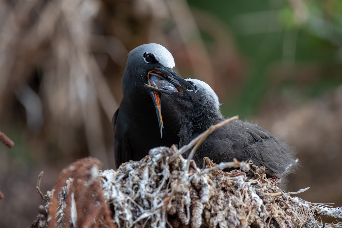 Black Noddy - ML647054011