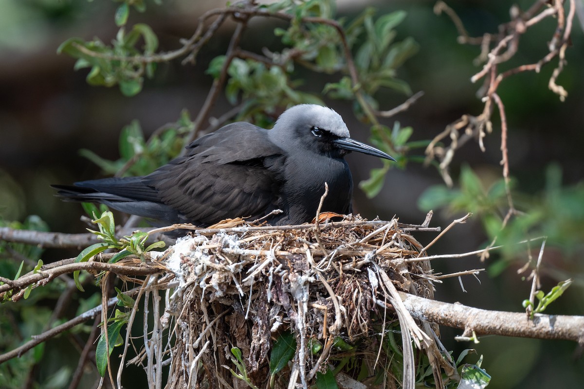 Black Noddy - ML647054012