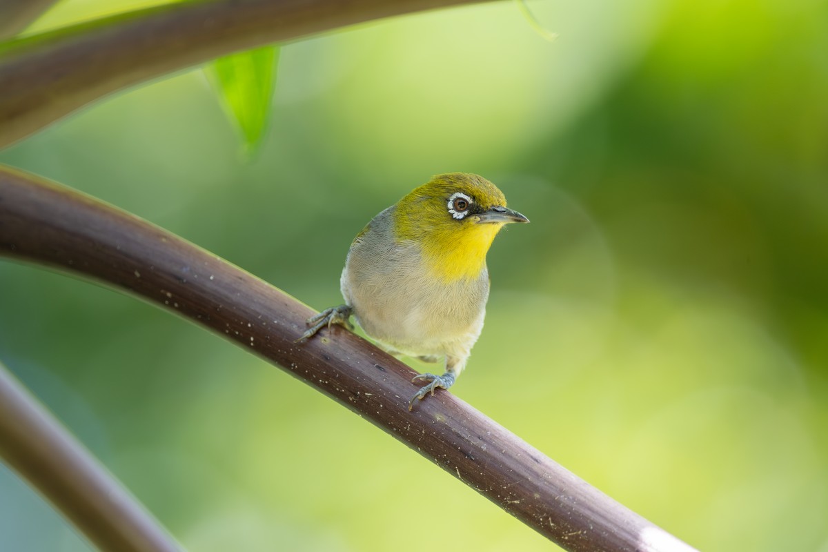 Silvereye - ML647054017