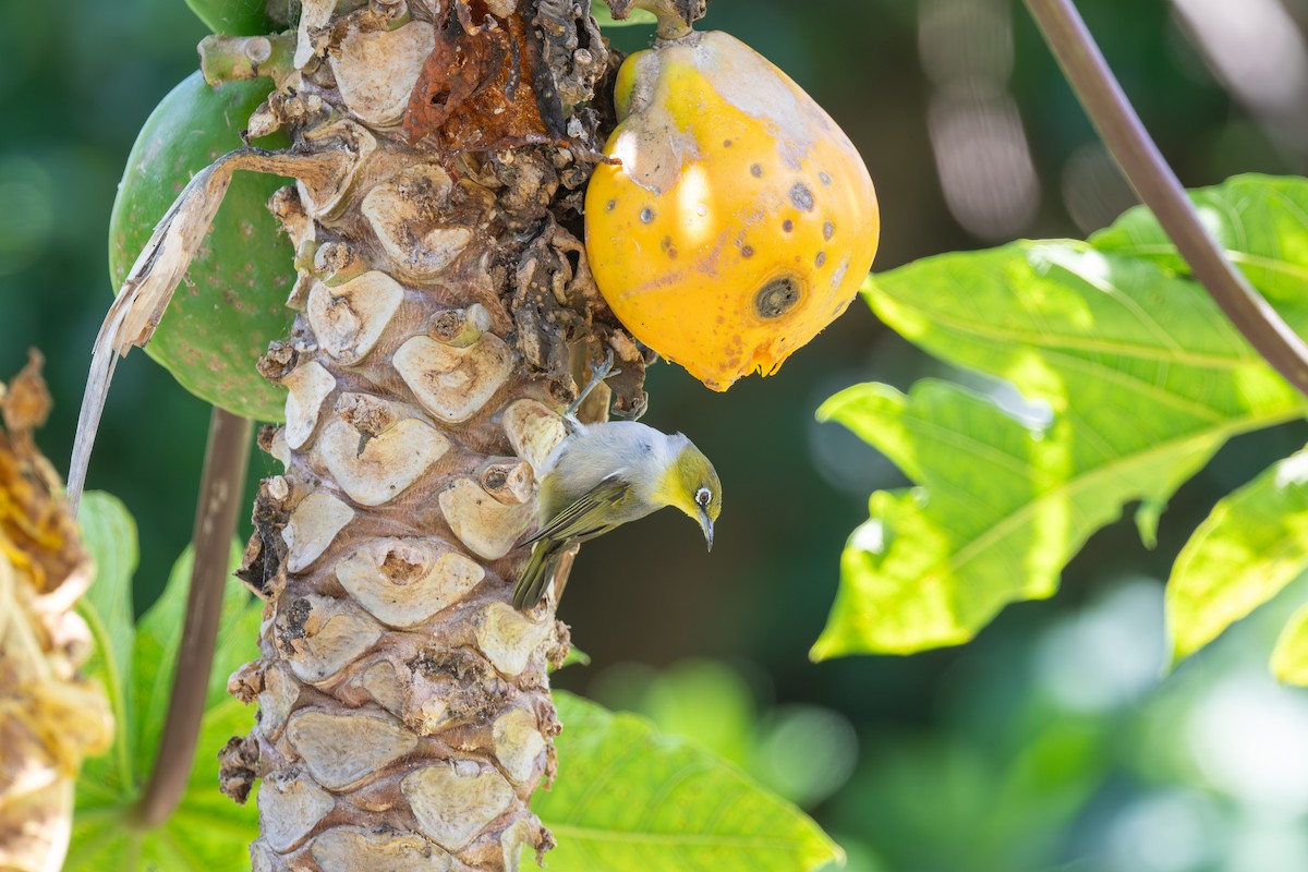 Silvereye - ML647054018