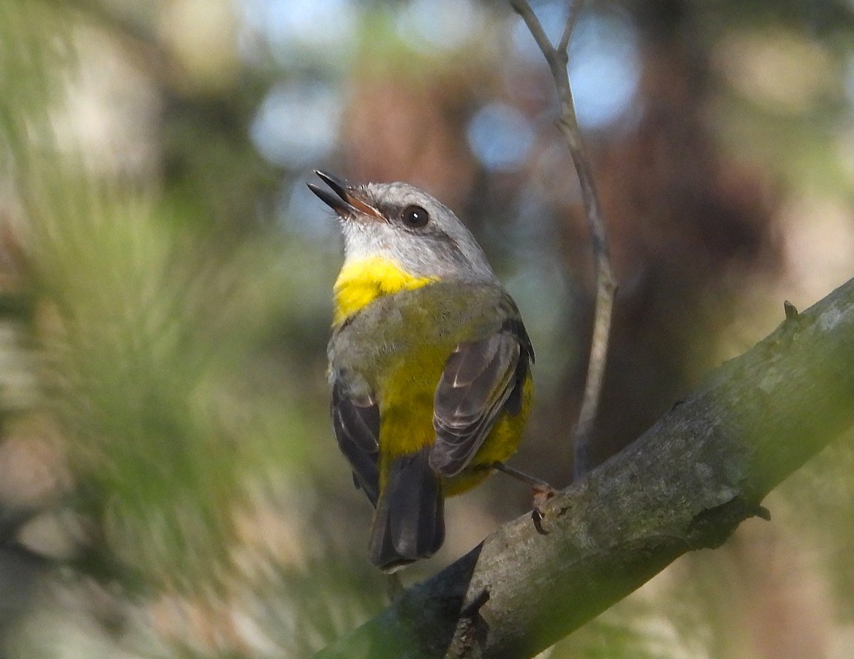 Eastern Yellow Robin - ML647054020
