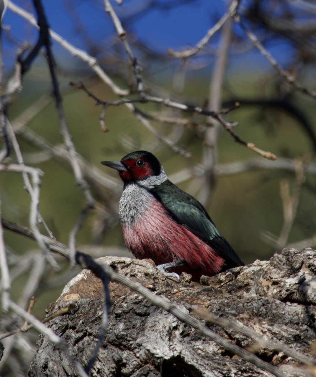 Lewis's Woodpecker - ML647054021